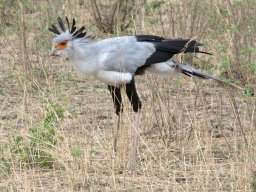 Bologonja_Seronera2009-29